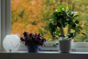 SONY DSC