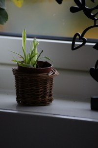 SONY DSC