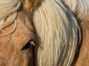 16174227878_4eb3ba0d7d_z