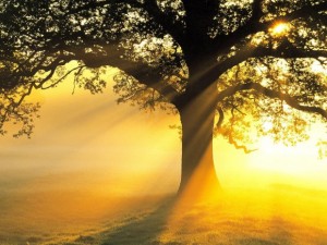 wpid-hd_wallpaper_84-620x465.jpg